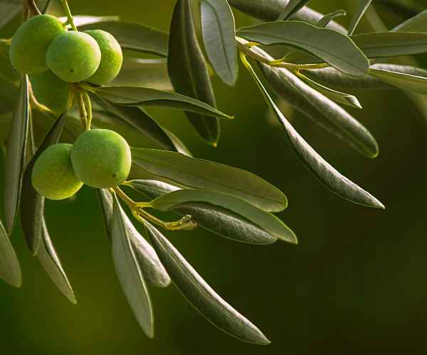Raccolta delle ciliegie, olive, Polignano a mare